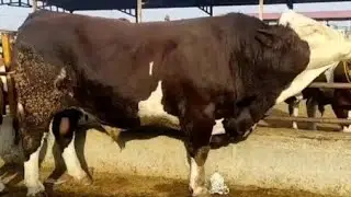 Мол бозори Худжанд моли майда калон хучанд