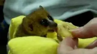 Mouse Lemur