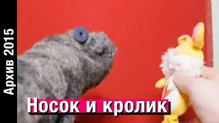 ЗЛОЙ НОСОК. 2 СЕРИЯ // Архив 2015