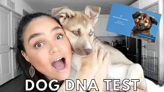 I DNA TESTED MY PUPPY *I was lied to* l Unexpected Wisdom Panel DNA Test Results!