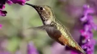 Melanie Barboni Nurtures Humming Bird Photography