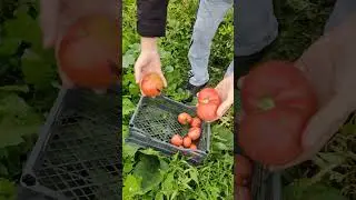 26 августа 2024 г.