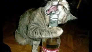 How to open a beer bottle without a bottle opener Ultimate Compilation