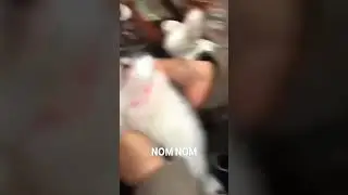Ultimate Cat Compilation for Feline Lovers! 😹🔊
