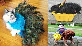 Cute Halloween Pet Costumes for Dogs & Cats