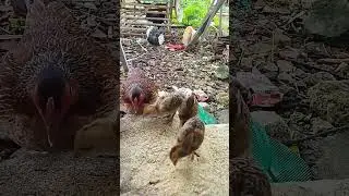 anak lebih utama, salut