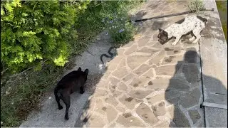 Нежданная гостья…
