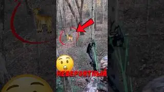 🦌 Зачем охотники стучат рогами?  