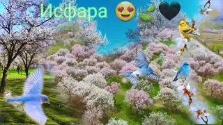 ТАБИАТИ 🌱ЗЕБОИ 😍 ИСФАРА 🏞️(качество 1080р)