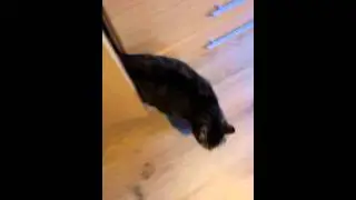 Chat où mort