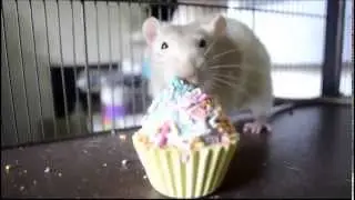 Cuppycakes