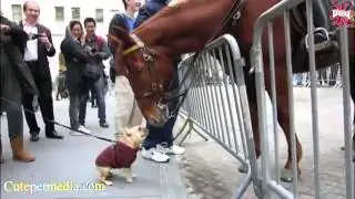 Самые смешные лошади Видео 2014