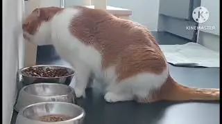 Cat Bob Mukbang 🥰