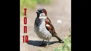 10 фактов о воробьях