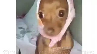 Собачка.