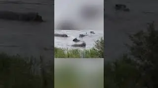 Crocs Gang Up On A Wildebeest But The Hippos Weren’t Havin I