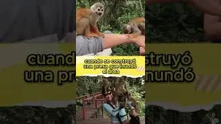 ISLA DE MONOS 🏝️🐵| Santuario en Brasil #shorts