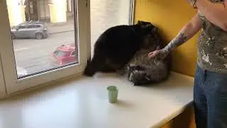 еноты тусуются на подоконнике