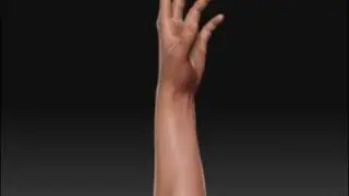Human Hand in ZB3