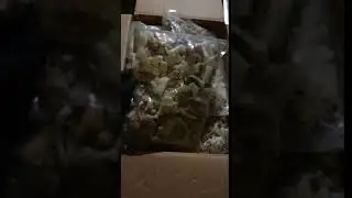 Морской коктейль