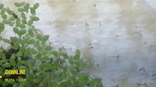 Alevines de Bettas 7 días de nacidos
