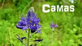 (The Northwest Forager) Ep. 5 Camas