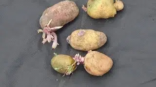 Ранний КАРТОФЕЛЬ по-чешски. Часть 1.