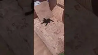 axırki pişiyim geldi 🐾🐾🐈🐈