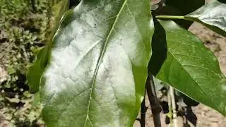 #avokado#yetiştiricilik& avokado dikiminde dikkat edilecek hususlar