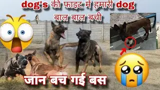 Dogs की Fight में हमारी एक Female डॉग को Injure हो गई। #belgianmalinois #dog #dogbreed