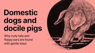 Domestic dogs and docile pigs