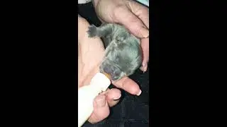 Bottle Feeding 3 day old French Bulldog Puppy ❤️