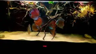 wild discus   nhamunda (hd quality)