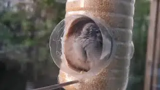 Как спят воробьи