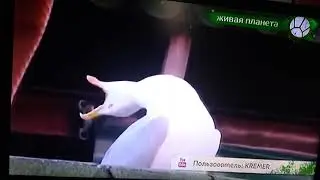 Чайка смеётся