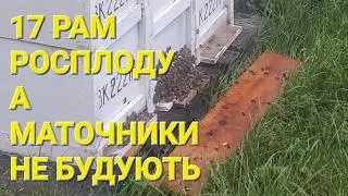 Чому сім'ї не будують маточники??? 