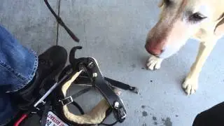 Hard working service dog gets hotdog for being awesome.