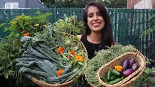 Early Summer Backyard Harvest 🥬🍆🧡// NYC Urban Garden
