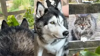 Husky And Cat TALK To Each Other Through Window!