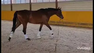 Хайди Фрай 2020 г.р., 167 см в/х