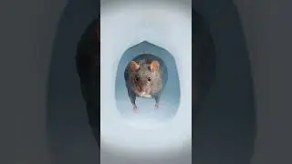 Ratas en el baño? 🐀🚽 