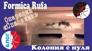 Муравьи Formica Rufa. Как поднять колонию с нуля. Операция 