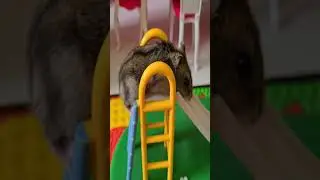 Cute Baby Hamster Played Toy Slide