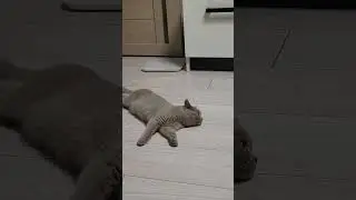 Котоджокер