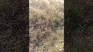 Пчелы воровки