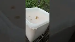 Делаю мед мягче