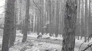 mladá vlčice v Podještědské pahorkatině ( young she-wolf in Podještědská Pahorkatina)