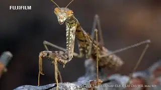 FUJIFILM XT-2  XF80mm F2.8 Macro - X-Photographer Akin Acar (English)
