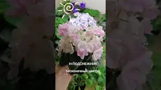 Фиалка Н-Подснежник. цветет бесконечно