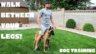 TEACH YOUR DOG TO WALK BETWEEN YOUR LEGS! Belgian Malinois
